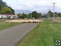 thn_NZ leden-unor 2006 124.jpg